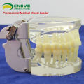 DENTAL12(12572) прозрачный модель челюсти с зубами для самостоятельного расчесывания образование